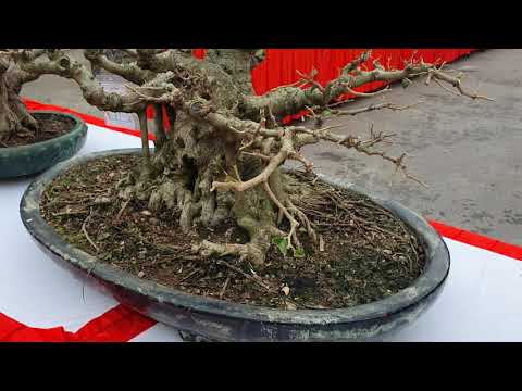 Ngắm dàn bonsai mini cực đẹp của ông Dũng MK