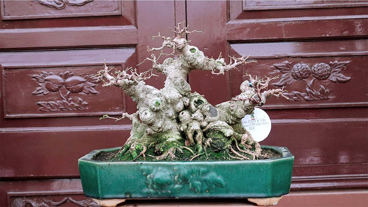 Ngắm dàn bonsai mini đẳng cấp tại Văn Giang