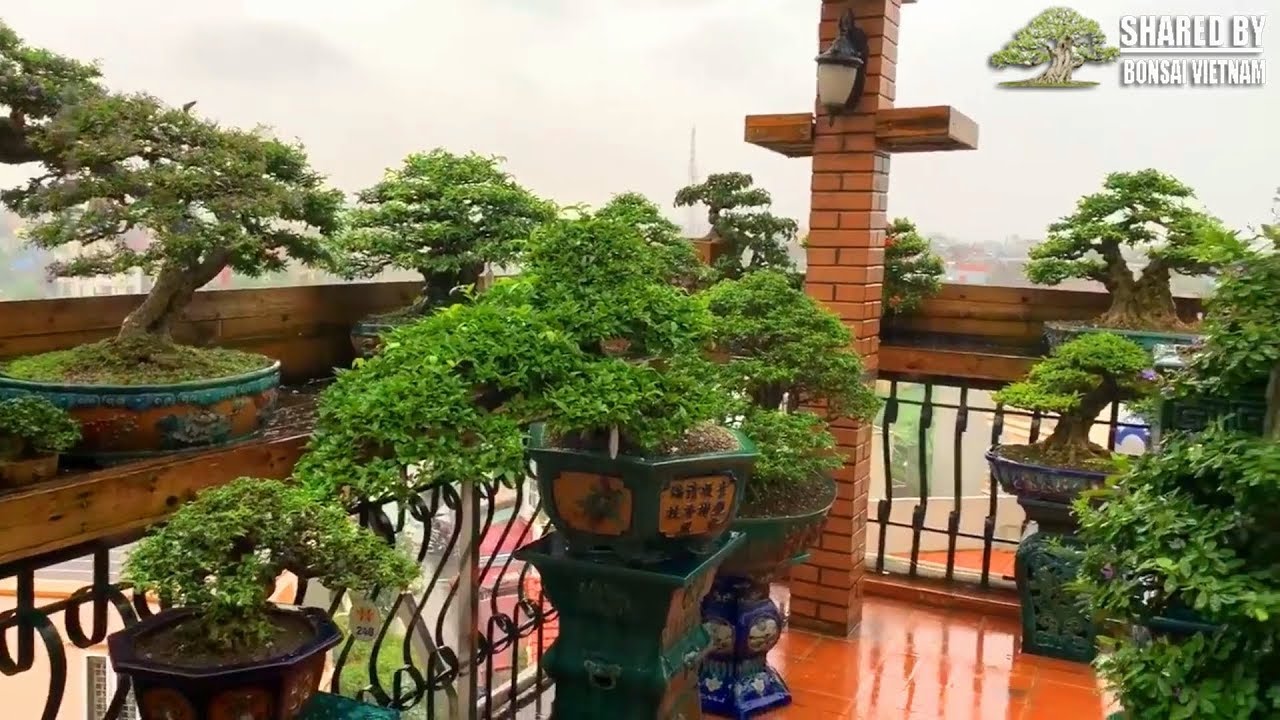 Ngắm những bộ sưu tập Bonsai cá nhân đẳng cấp