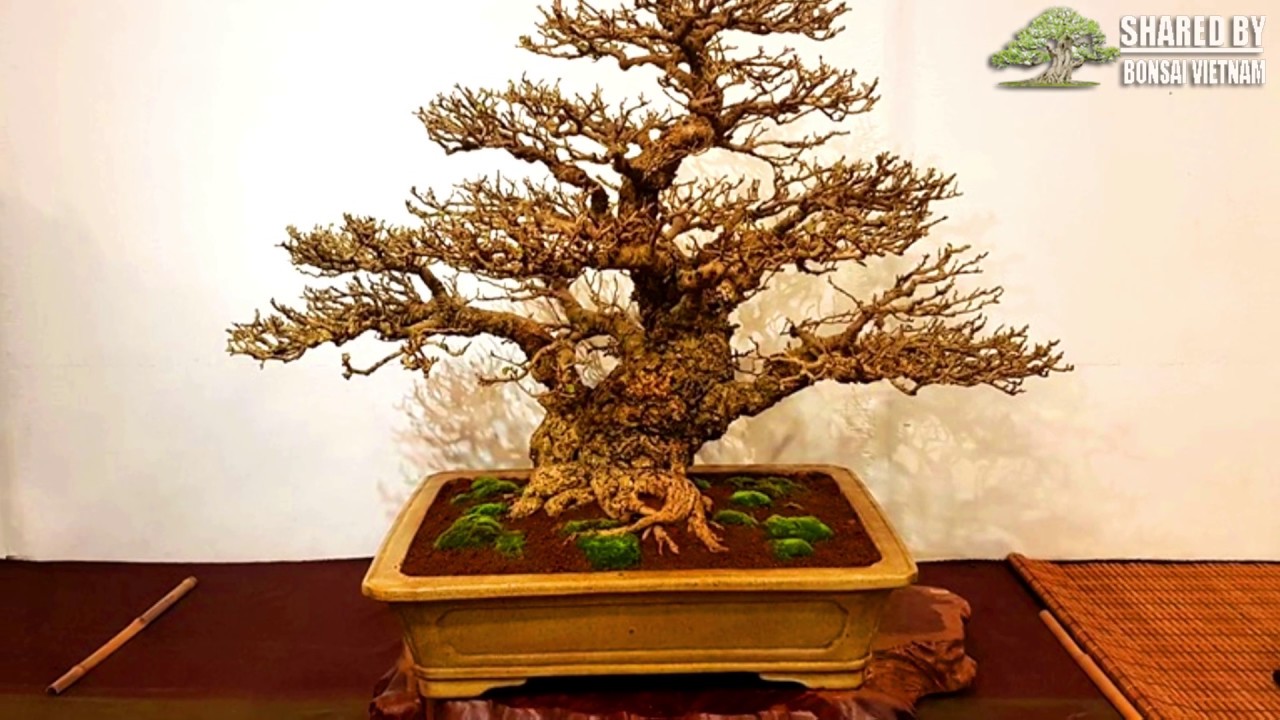 Ngắm những siêu phẩm trong triển lãm Bonsai ở Đài Loan