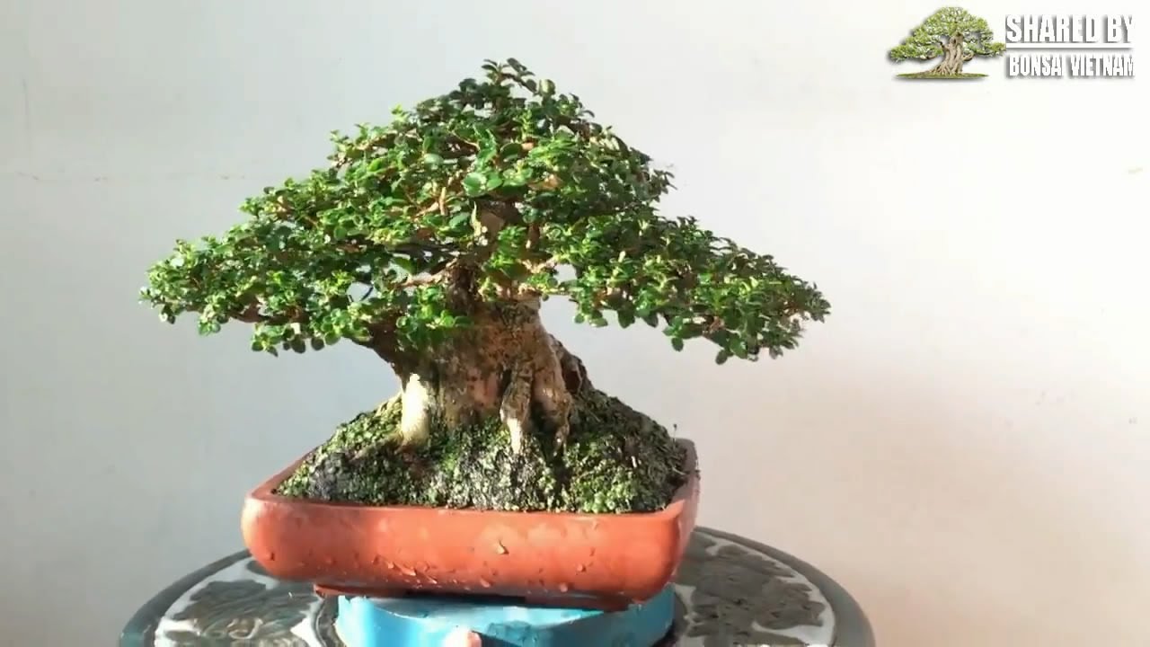 Ngắm những tác phẩm Mini bonsai Việt Nam