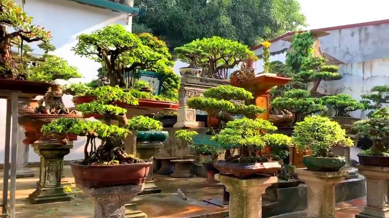 Nghệ nhân trẻ Thanh Hóa với bộ sưu tập Bonsai tuyệt vời trong sân nhà