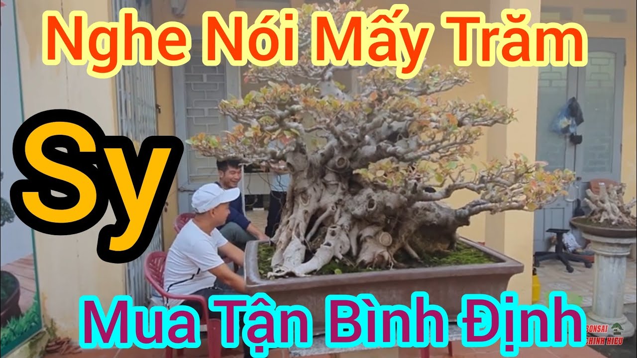 Nghe nói mới mua mấy trăm triệu tận trong Bình Định ra chiều nay tp Sy của anh Cường Thanh.