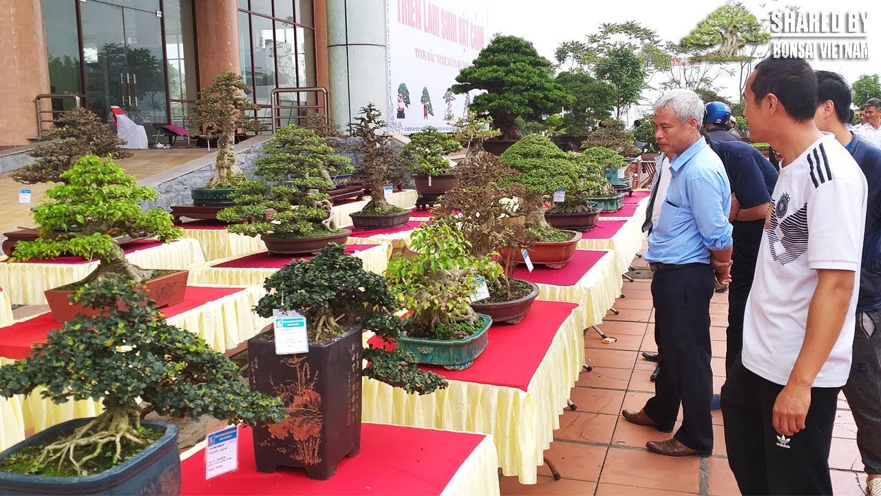 Người xem xuýt xoa trước dàn Bonsai đẹp ở triển lãm Bắc Ninh || Phần 3