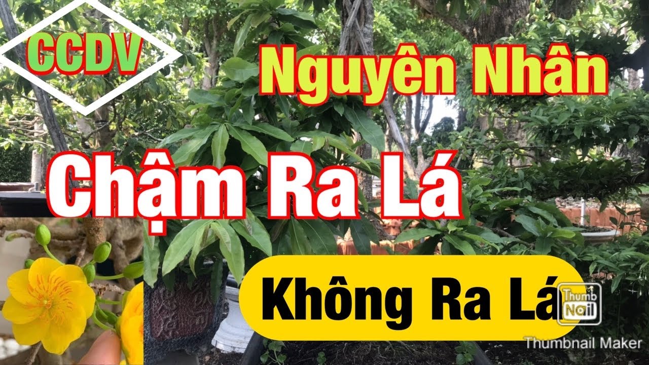 Nguyên Nhân Chậm Ra Lá Sau Khi Cắt Xả Tàn Trên Cây Mai || CCDV.