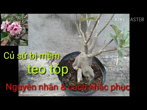 🌺Nguyên Nhân Củ Sứ Mềm Teo Tóp Và Cách Xử Lí.