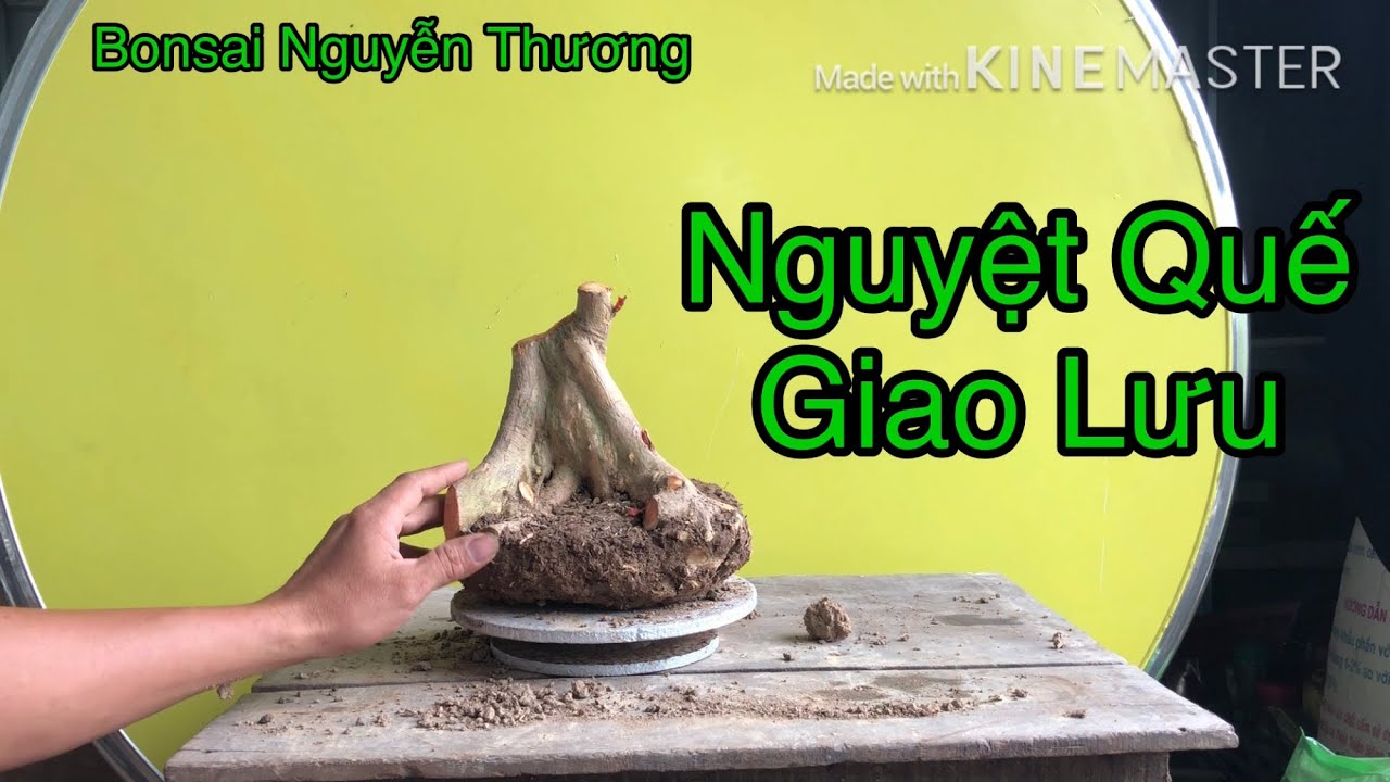 Nguyệt Quế Giao Lưu # A1 # Bán Phôi # Bán Phôi Nguyệt Quế. (Đã bán )