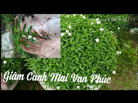 🌺Nhân Giống Cây Mai Vạn Phúc, Mai Chỉ Thiên | wrightia antidysenterica tree breeding