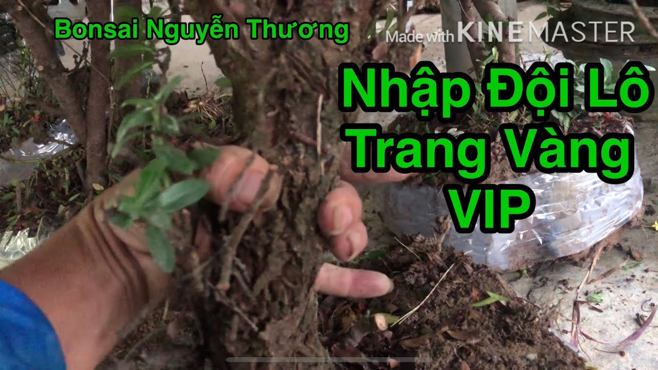 Nhập Đội Lô Trang Vàng Hoành Lớn.# Bán Phôi Trang Vàng #Bán Phôi.Lh 0946647739.