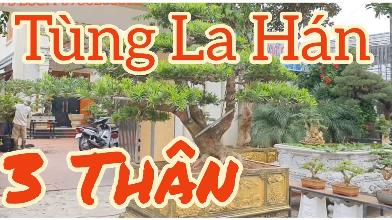 Nhập tp Tùng La Hán trước ngày trưng bày cây cảnh tại nhà anh Thức chủ nhiệm CLB Hưng Long