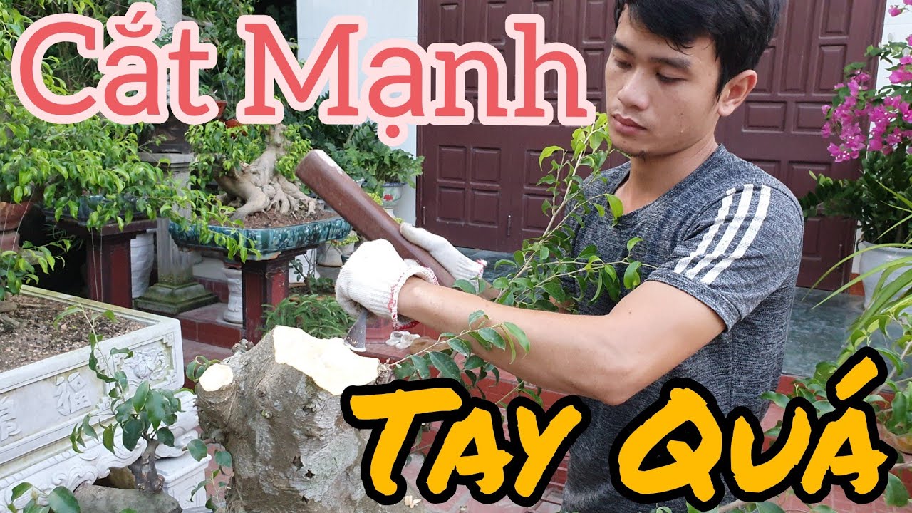 Nhát cắt quyết định cho phôi sanh có giá hơn 30 triệu, tham khảo anh em yêu cây.