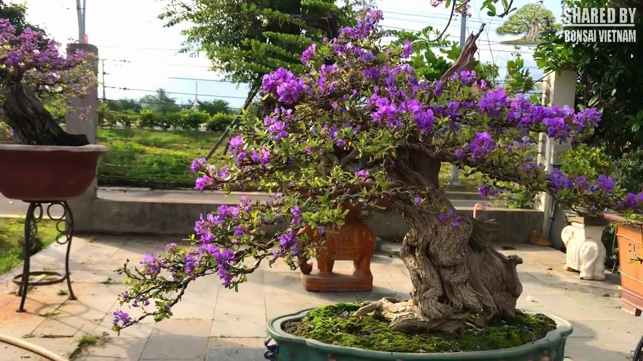 Nhiều tác phẩm đỉnh cao của Bonsai Việt chia sẻ tháng 9-2019 || Số #117