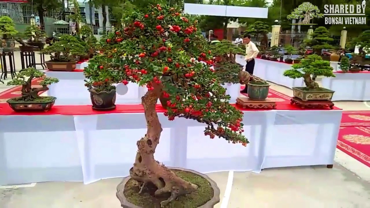 Nhìn lại Bonsai đẹp ở triển lãm Quy Nhơn 2018