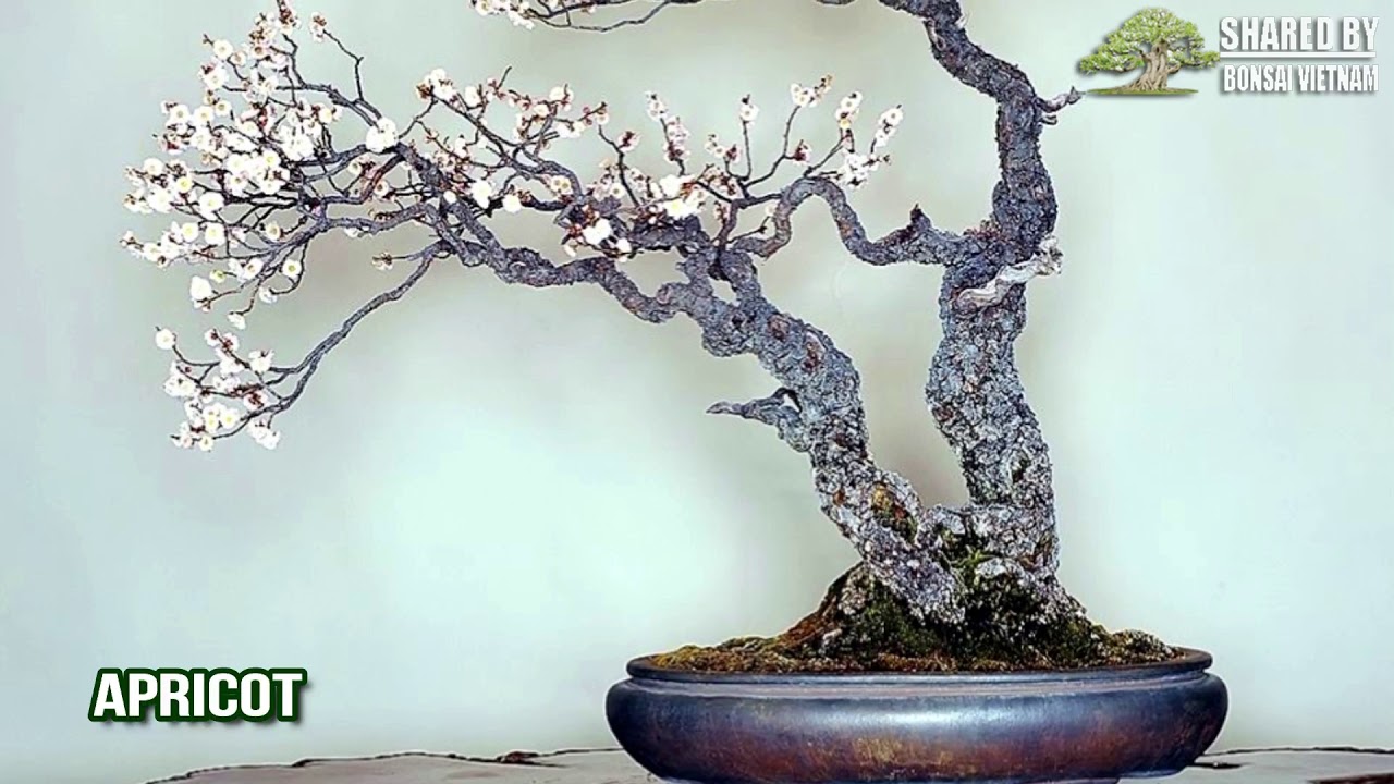 Những Cây hoa được ưa chuộng làm Bonsai nhất