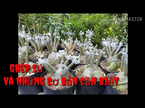 🌺Những Điều Cần Biết Khi Ghép Sứ | Adenium grafting