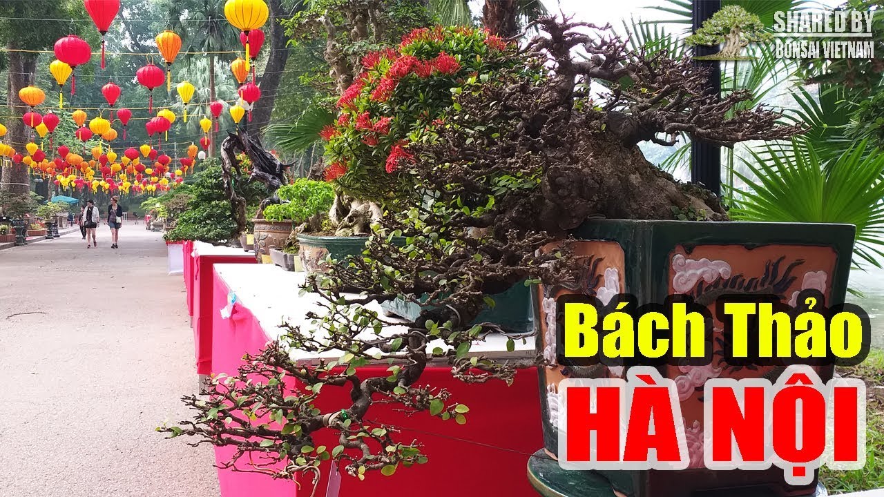 Những cây Bonsai lần đầu trưng bày ở Bách Thảo, Hà Nội