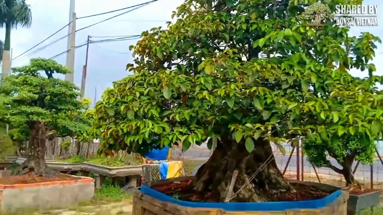 Những cây Bonsai nổi bật ở vựa Kiểng Lộc Phát, Cần Thơ