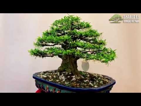 Những cây Mai Chiếu Thủy Bonsai tuyệt đẹp mùa 2019