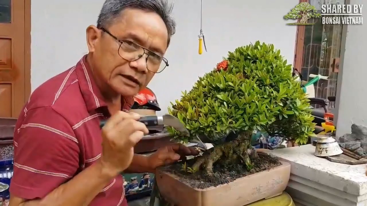 Những kinh nghiệm quý chăm sóc cây Trang bonsai của nghệ nhân Đồng Nai