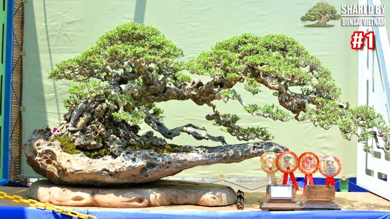 Những phong cách Bonsai đẹp đáng học hỏi || Phần 1