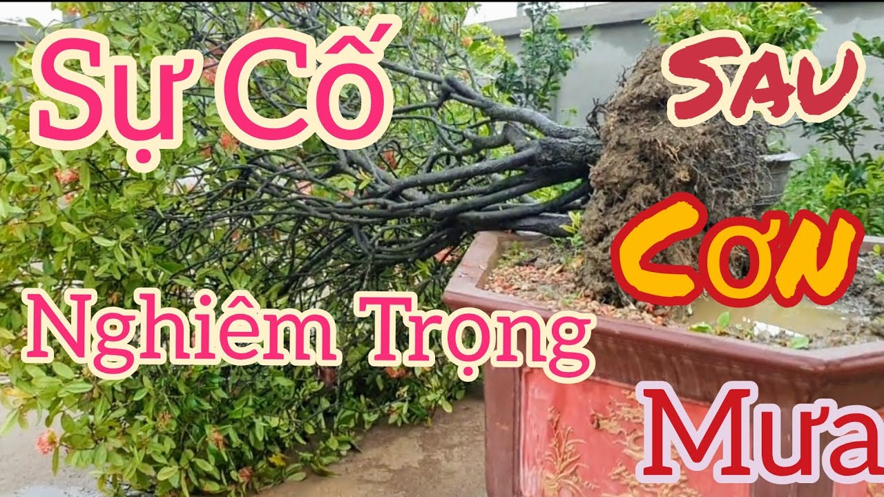 Những rủi ro nghiêm trọng của anh em chơi cây.