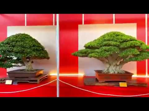 Những siêu cây hội ngộ trong triển lãm Bonsai lần thứ 24 tại Chương Hóa, Đài Loan