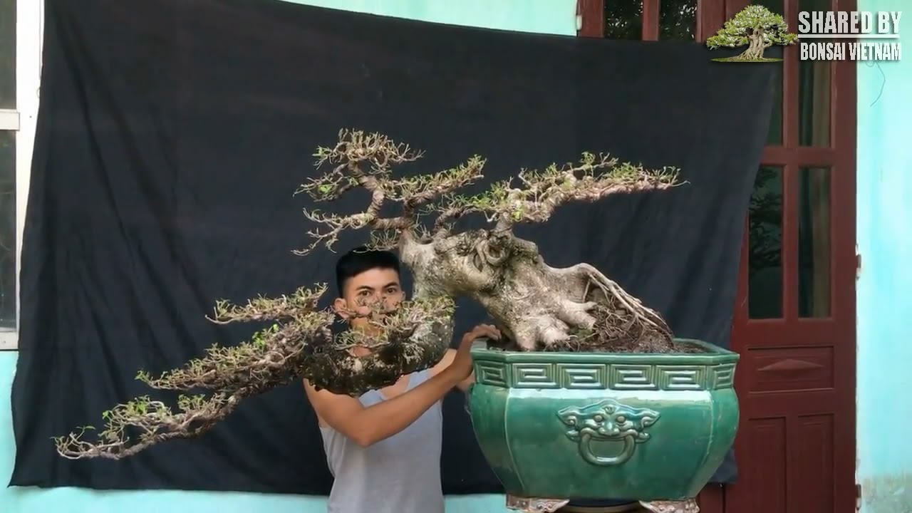 Những tác phẩm Bonsai Việt Nam đang bán và giao lưu tháng 11