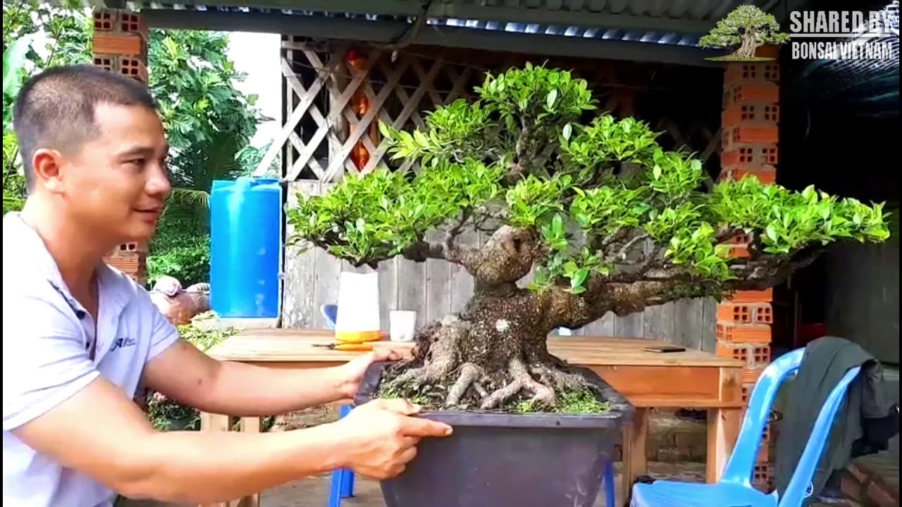 Những tác phẩm Bonsai Việt đẹp nhất tháng 10 || Phần 3