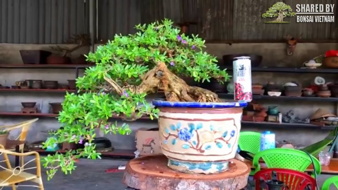 Những tác phẩm Bonsai mới Việt Nam tháng 5-2019 || Số 109