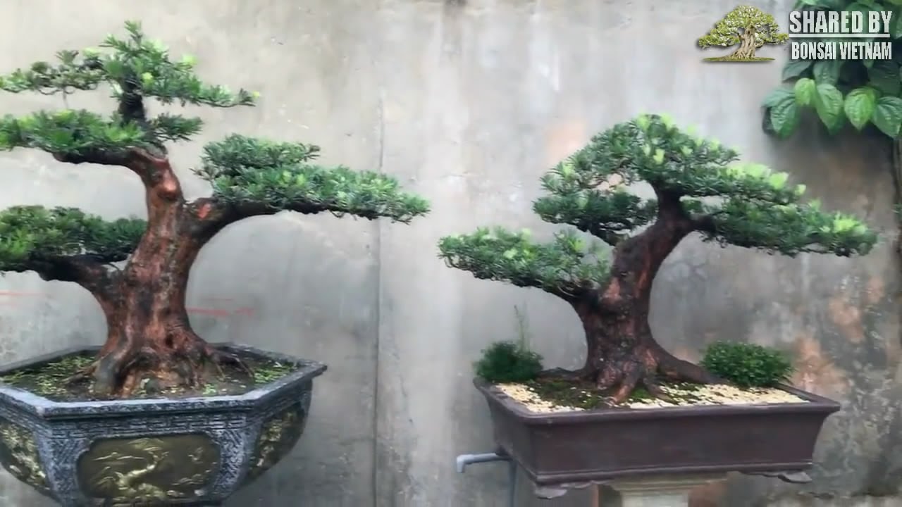 Những tác phẩm Bonsai tâm đắc của nghệ nhân Thanh Hóa