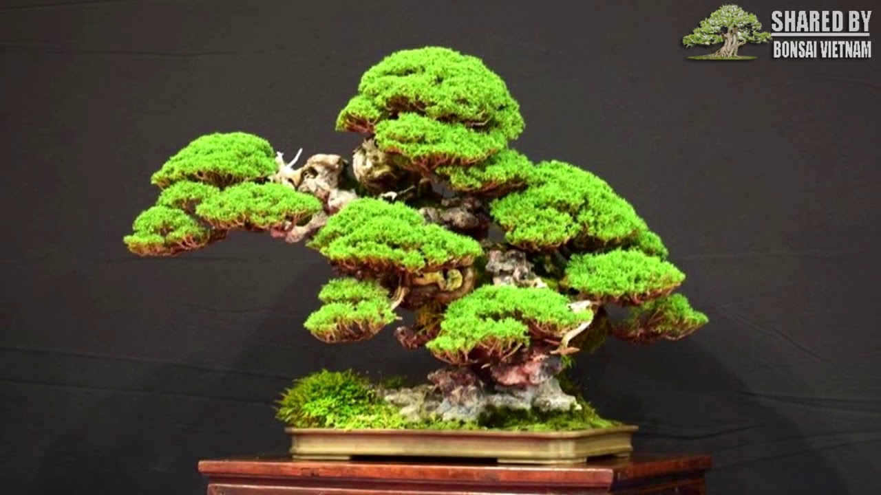 Những tác phẩm ấn tượng của Bonsai thế giới 2020