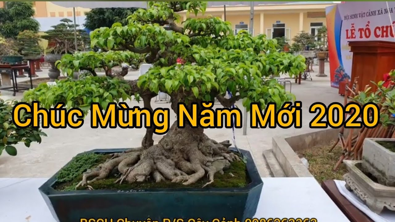 Những tác phẩm xuất sắc của anh Cường Trọc tại triển lãm cây cảnh Nga Thanh.