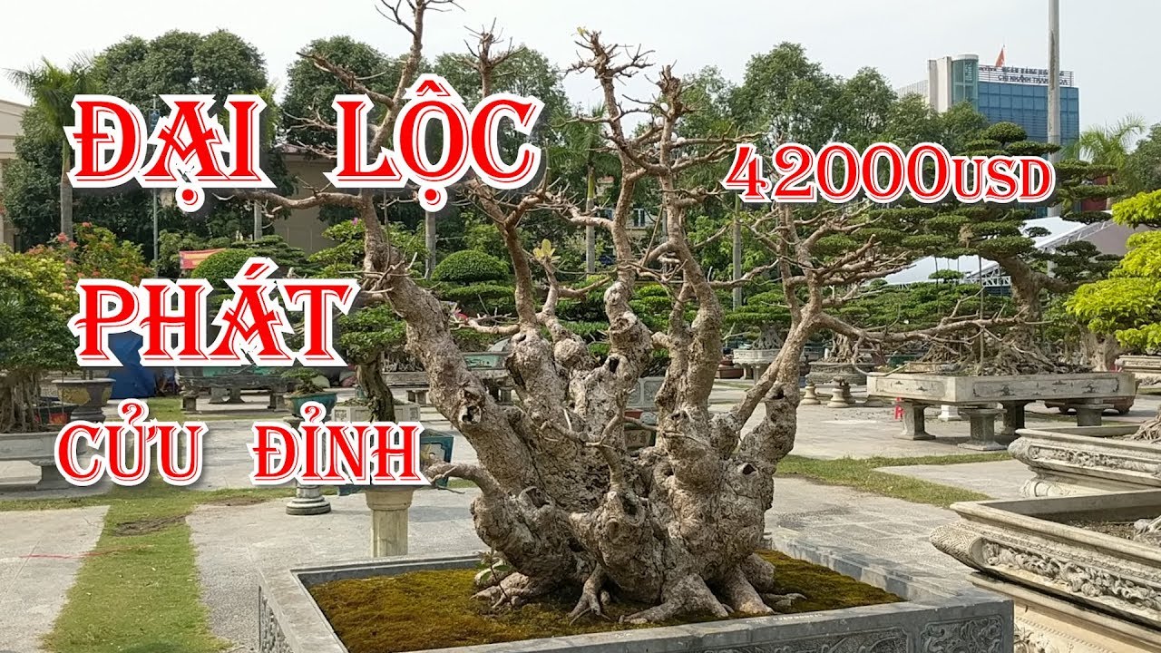 PHÁT HIỆN CÂY LỘC VỪNG QUÝ GIÁ 42000USD KHOẢNG 1 TỶ TẠI TRIỄN LÃM CÂY CẢNH Festival thanh hóa