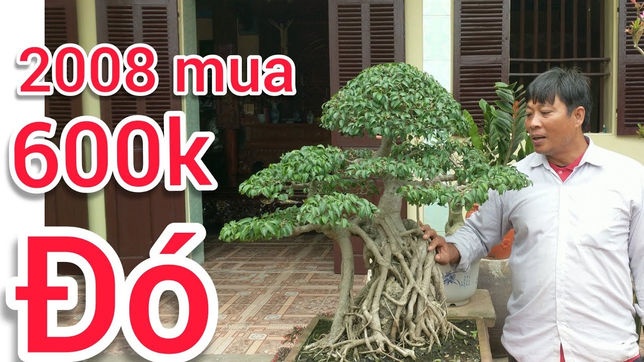 PHÁT HIỆN VƯỜN CÂY ĐẸP CHỦ VƯỜN NÓI MUA 2008 LÀ 600K GIỜ ĐÃ LÀ MỘT TÁC PHẨM ĐẸP