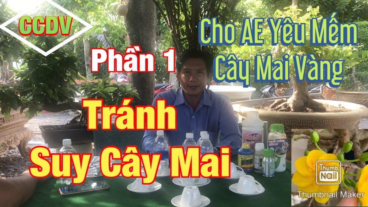 Phần 6: Những Sai Lầm Thiếu Sót Khi Chăm Sóc Mai Vàng ||CCDV.