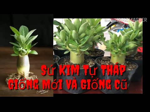 🌵Phân Biệt Sứ Kim Tự Tháp Giống Cũ Và Giống Mới