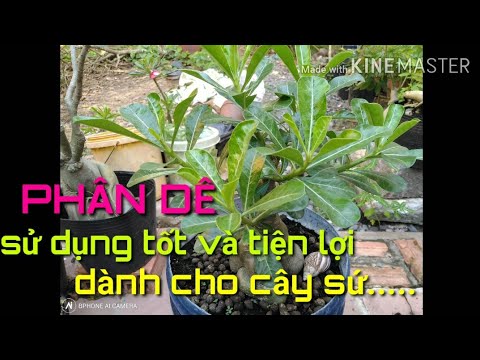 🌺Phân Dê cực kì tốt và tiện lợi khi bón cho cây sứ