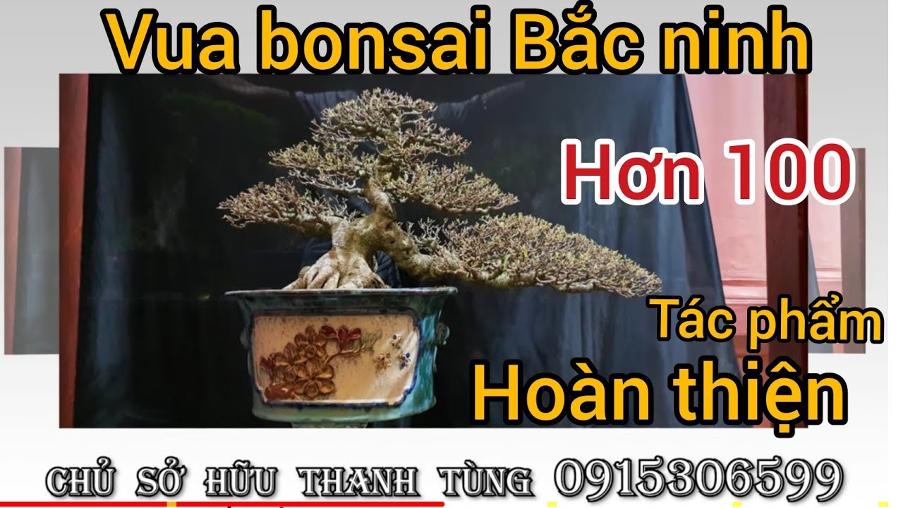 Phần1 VUA BONSAI BẮC NINH THANH TÙNG SỞ HỮU TRÊN 100 TÁC PHẨM HOÀN THIỆN GIÁ TRỊ TRÊN 10 TỶ