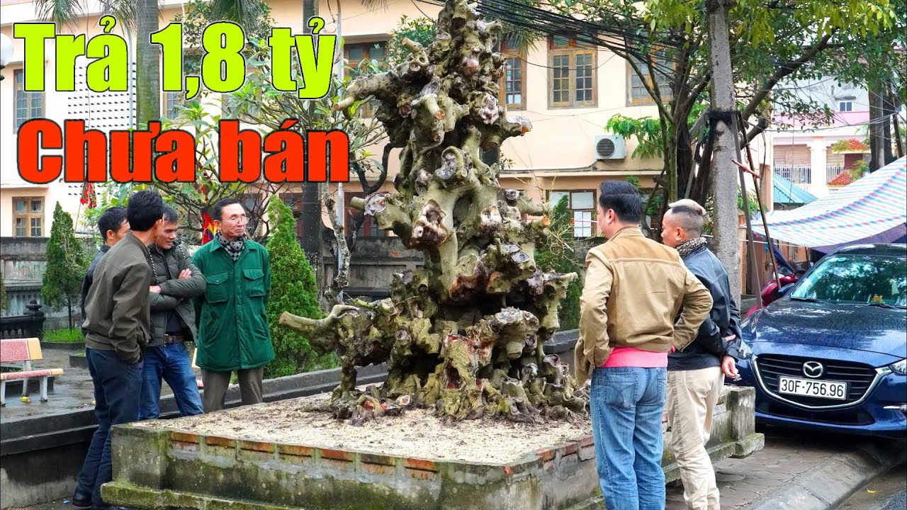 Phôi Sanh có giá bằng vài chiếc Ô tô và những điều đặc biệt ở triển lãm Ngô Sài, Hà Nội