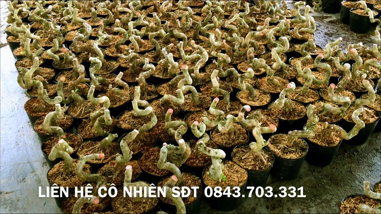 Phôi linh sam 250 -300k ngày 31/8/2020