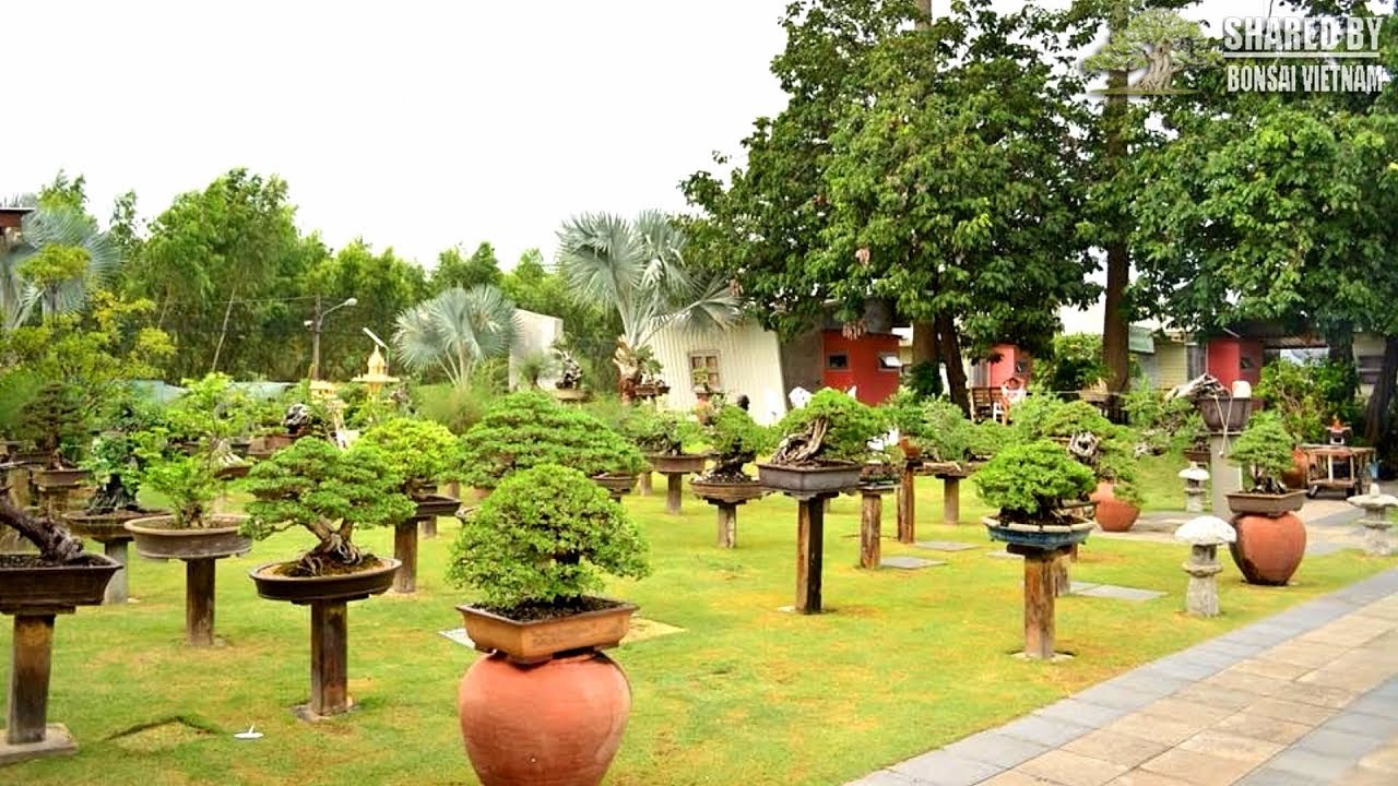 Phong Cách Bonsai của nghệ nhân hàng đầu Thái Lan