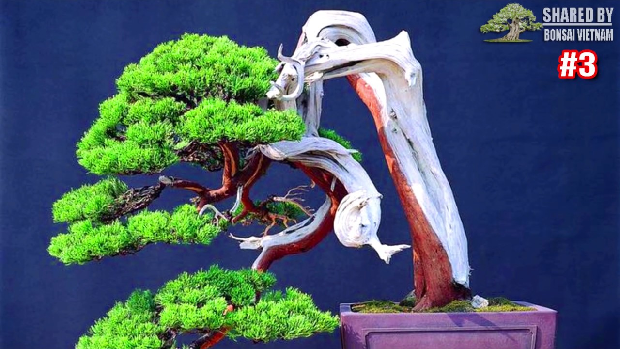 Phong cách Bonsai đáng học hỏi || Bonsai Trung Quốc ▶3