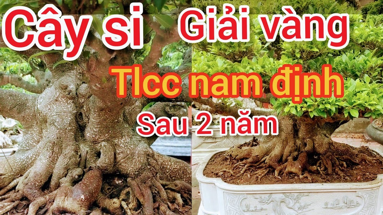 QUÁ BẤT NGỜ VỚI CÂY SI KHỦNG ĐẠT GIẢI VÀNG TLCC NAM ĐỊNH SAU 2 NĂM