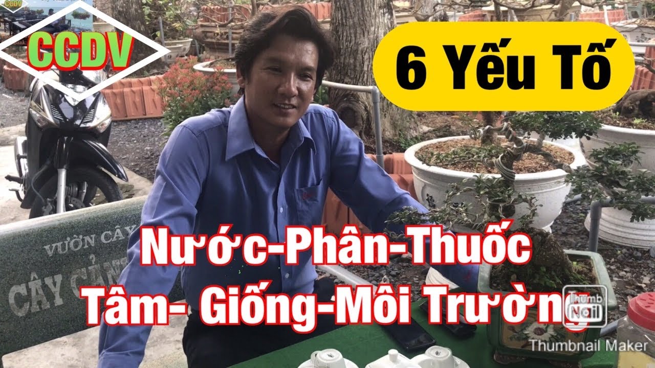 Quá Trình Chăm Sóc Cây Mai Vàng Phụ Thuộc 6 Yếu Tố ||CCDV.