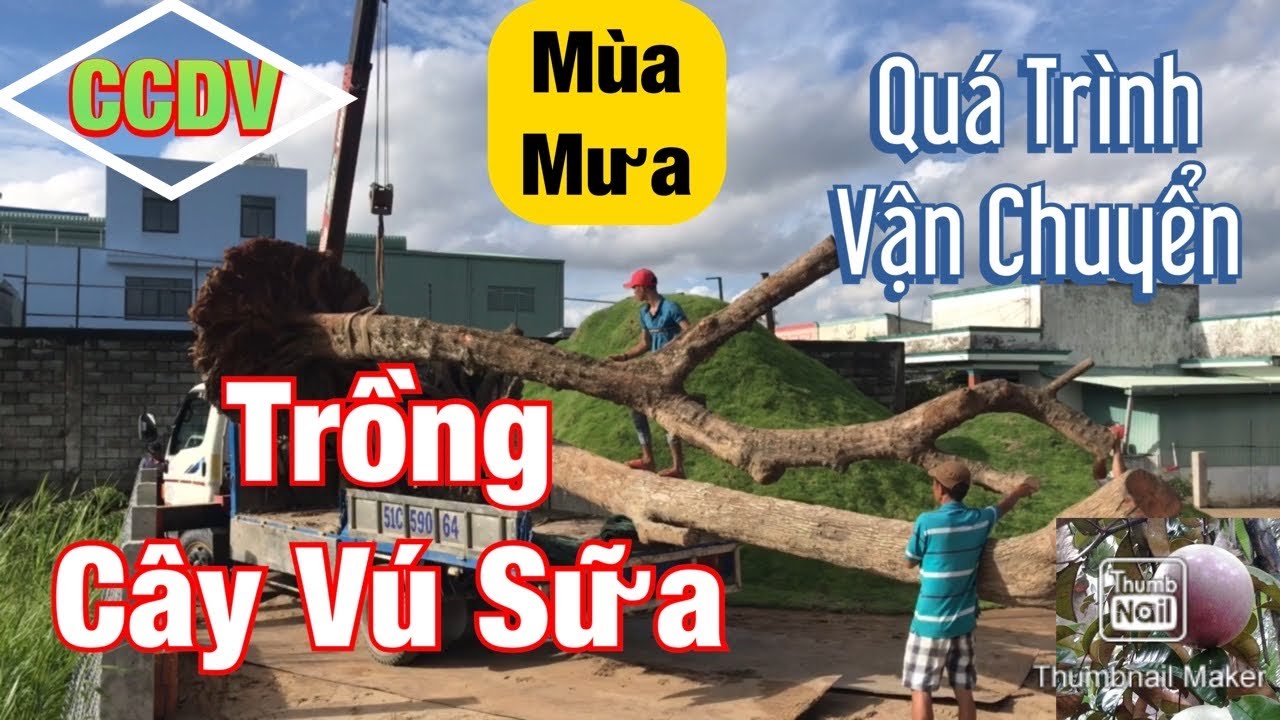 Quá Trình Vận Chuyển Trồng Cây Vú Sữa Cho Khách Hàng Trong Mùa Mưa ||CCDV.