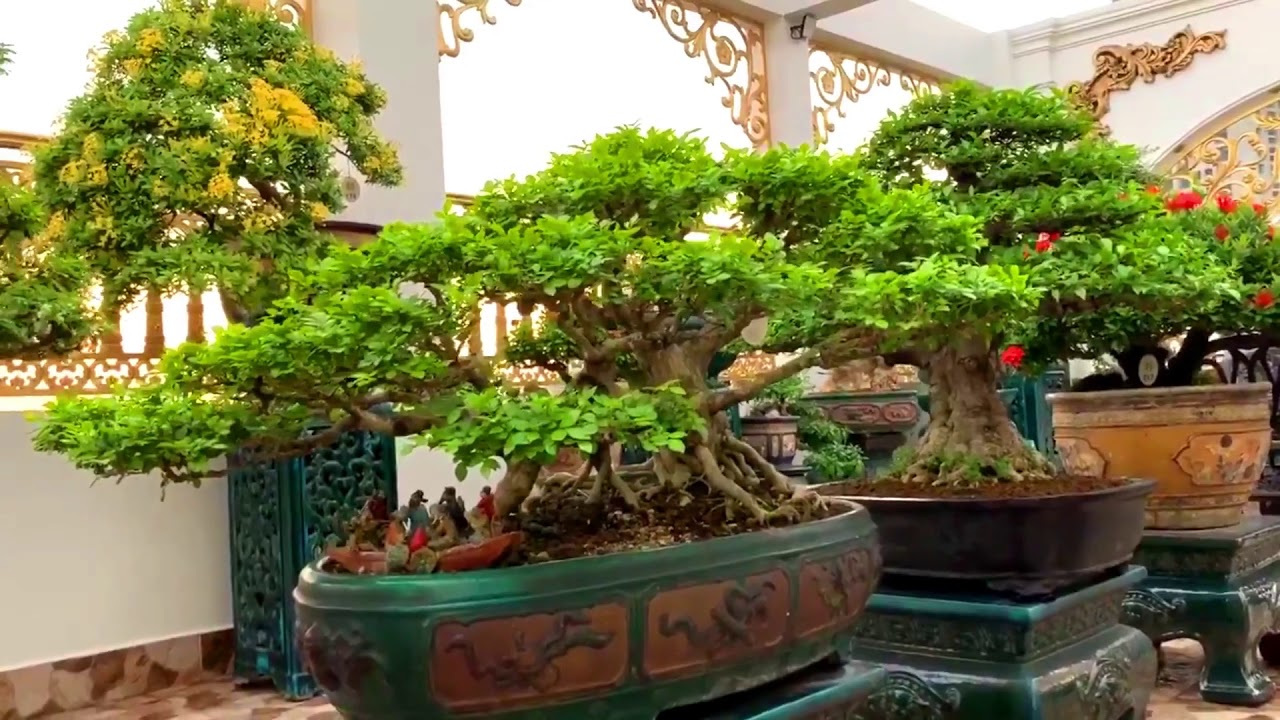 Quá đẹp dàn Bonsai trên sân thượng || Rooftop bonsai garden