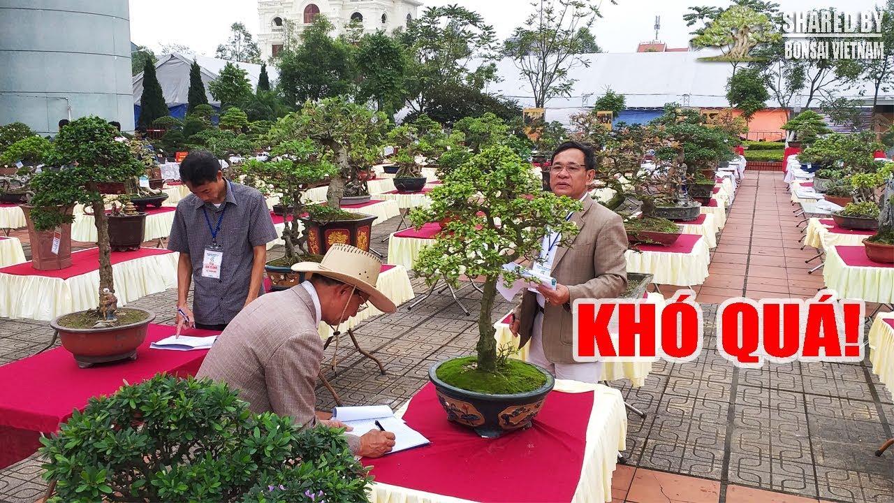 Quả là khó cho Ban Giám Khảo khi có nhiều tác phẩm Bonsai đẹp