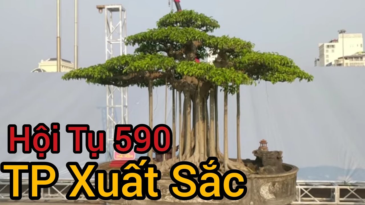 Quá nhiều Cây đẹp đã hội tụ tại Festival TP Thanh Hóa.