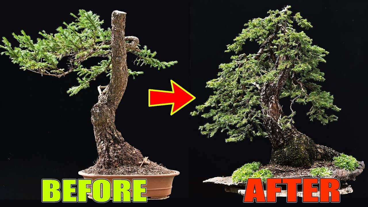 Quá trình biến đổi của một Cây Bonsai 150 tuổi qua bàn tay bậc thầy Bonsai Châu Âu