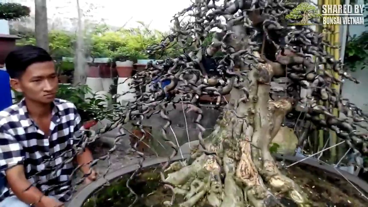 Quá trình tạo dáng cho gốc Mai Bonsai và thành quả